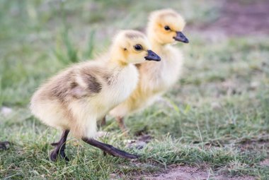 Kanada kazı doğada