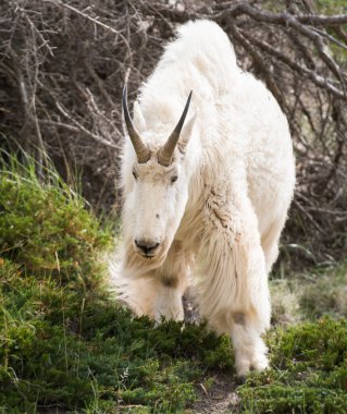 Dağ Keçisi vahşi, ulusal park, Jasper, Kanada