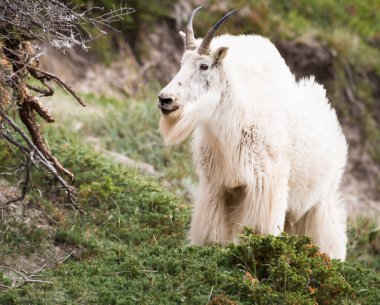 Dağ Keçisi vahşi, ulusal park, Jasper, Kanada