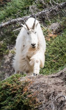 Dağ Keçisi vahşi, ulusal park, Jasper, Kanada
