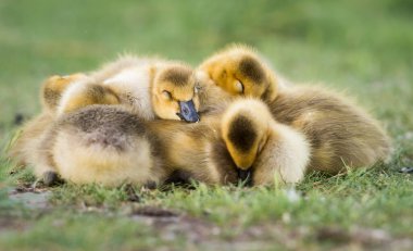 Kanada kaz ailesi vahşi doğada