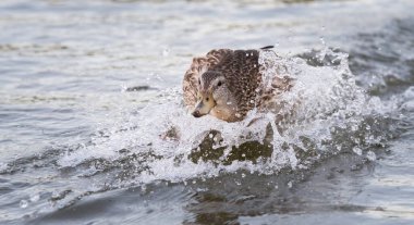 Yaban ördeği doğada