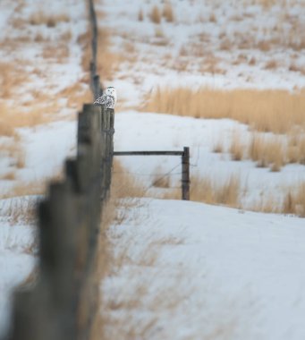 Karlı baykuş vahşi doğada
