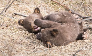 Kara ayı vahşi doğada