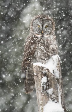 Büyük gri baykuş vahşi doğada, alberta, Kanada