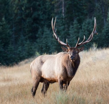 Rut sırasında Boğa Geyiği