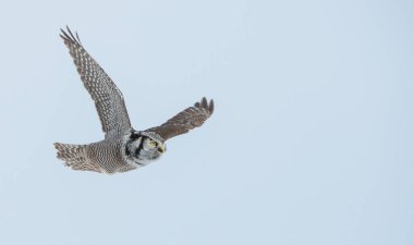 Güzel kuzey şahin baykuşunun vahşi doğadaki manzarası