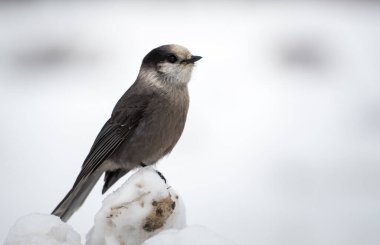 Gri alaksi kuşu ya da Viski Jack vahşi doğada