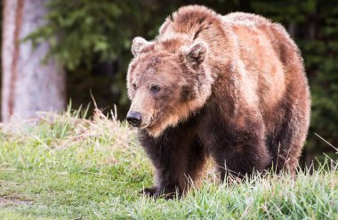 Vahşi doğada boz ayı