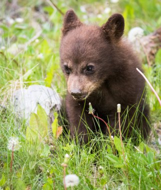 Vahşi doğada kara ayılar