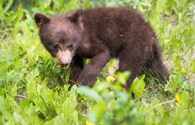 Kara ayı vahşi doğada