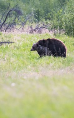 Vahşi doğada boz ayı