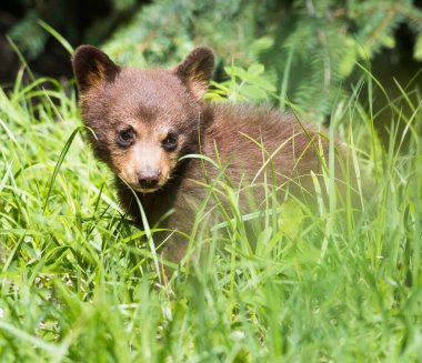 Kara ayı ailesi vahşi doğada