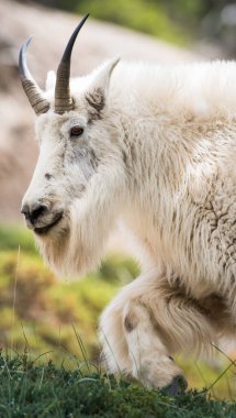 Dağ Keçisi vahşi, ulusal park, Jasper, Kanada