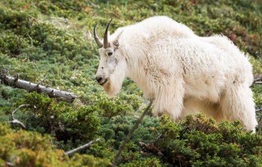 Dağ Keçisi vahşi, ulusal park, Jasper, Kanada