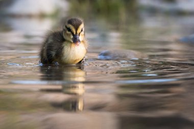 Yaban ördeği doğada