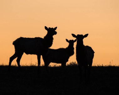 Vahşi doğadaki geyik
