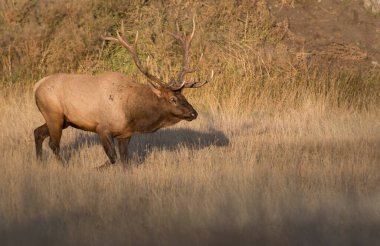 Rut sırasında Boğa Geyiği