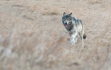 Vahşi doğadaki gri kurt.