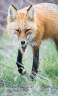 Parktaki güzel kızıl tilki manzarası