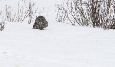 Büyük gri baykuş vahşi doğada, alberta, Kanada