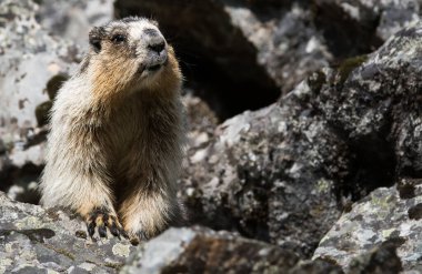Vahşi doğada dağ sıçanlarının yakın çekimi. 