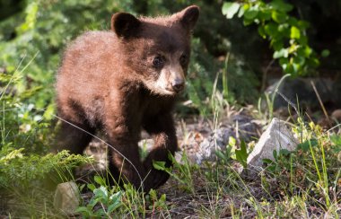 Vahşi doğada siyah ayı yavrusu