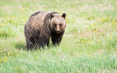 Vahşi doğada boz ayı