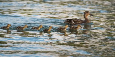 Mallard vahşi doğada saklanıyor.