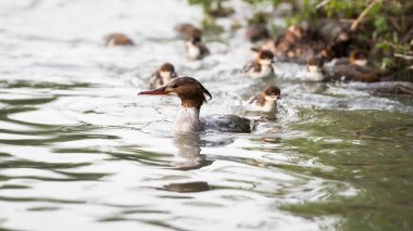Merganser ailesi vahşi doğada