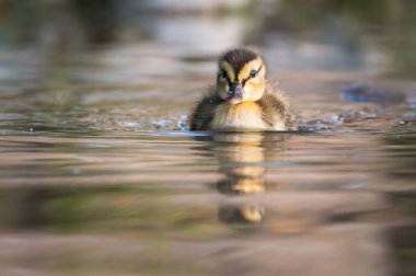 Yaban ördeği doğada