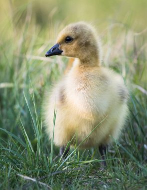 Vahşi doğada homurdanmak