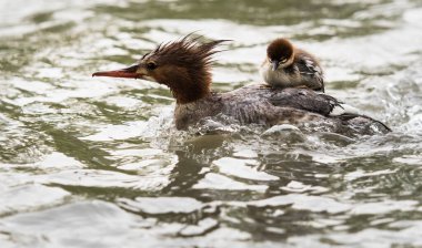 Merganser ailesi vahşi doğada