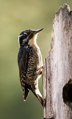 Üç parmaklı ağaçkakan vahşi doğada