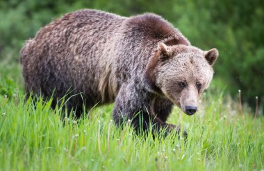 Vahşi doğada boz ayı
