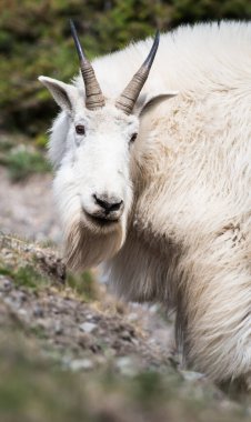 Dağ Keçisi vahşi, ulusal park, Jasper, Kanada