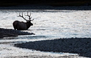 Vahşi doğada boğa geyiği