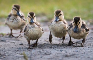 Yaban ördeği doğada
