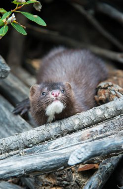 Mink in the wild clipart
