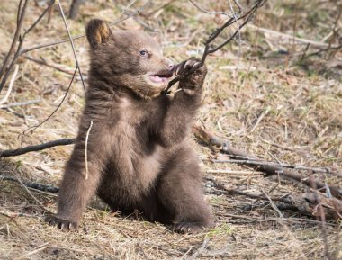Vahşi doğada siyah ayı yavrusu