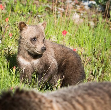 Vahşi doğada boz ayı