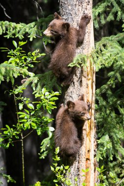 Kara ayı ailesi vahşi doğada