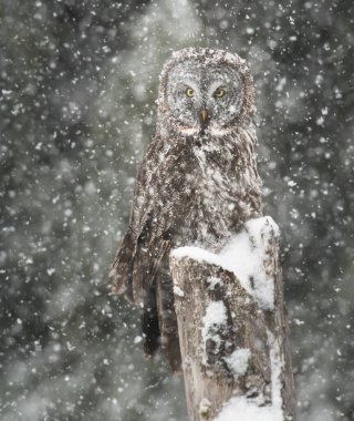 Büyük gri baykuş vahşi doğada, alberta, Kanada