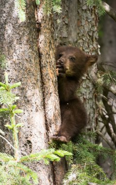 Kara ayı ailesi vahşi doğada