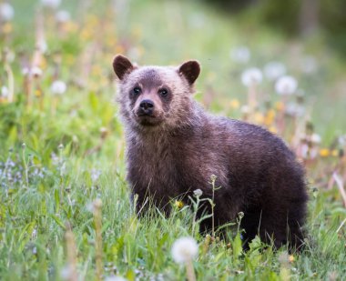Vahşi doğada boz ayı