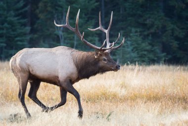 Rut sırasında Boğa Geyiği