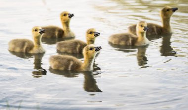Kanada kazı doğada