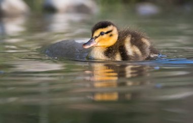 Yaban ördeği doğada