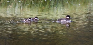 Mankafalar vahşi doğada