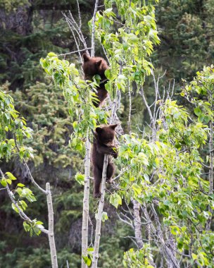 Kara ayı vahşi doğada